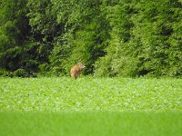 2017-06-18 103819  18 juni 10:38... Ontbijt met uitzicht op een ree