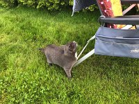 2017-06-18 203300  De campingkat