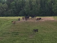 2017-06-18 210152  Avondfietstochtje naar een meer in de buurt